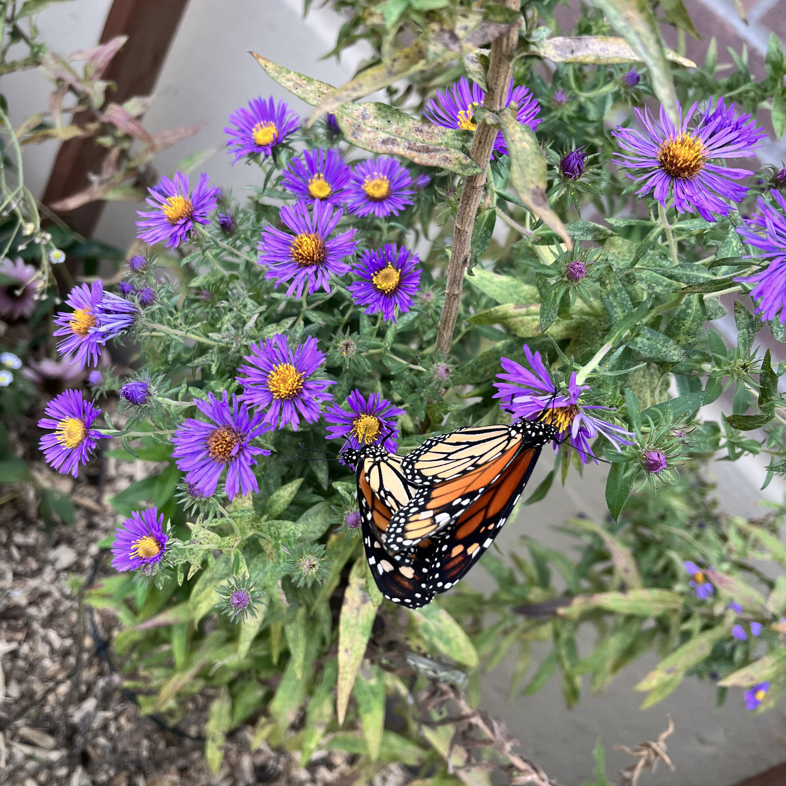 National Pollinator Week